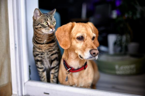 dog owners, cat owners