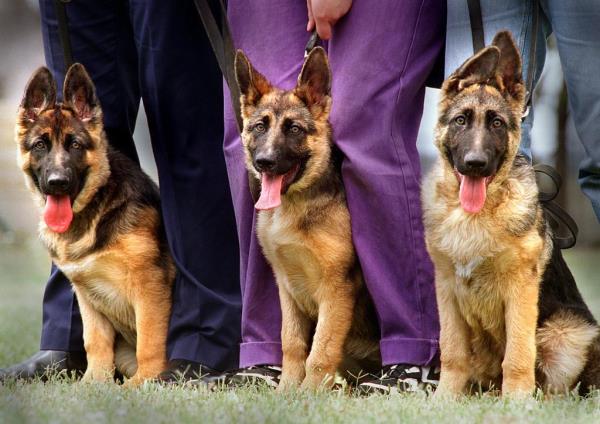A police dog is pictured.