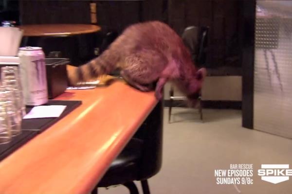 raccoon on the bar on bar rescue