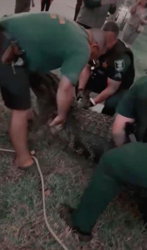 Florida residents were shocked to find a 12-foot, 600-pound alligator prowling by a mall entrance.