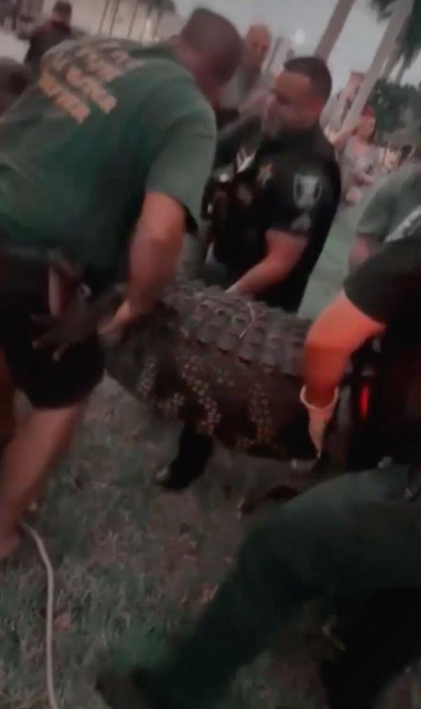 Florida residents were shocked to find a 12-foot, 600-pound alligator prowling by a mall entrance.</p>

<p>　　