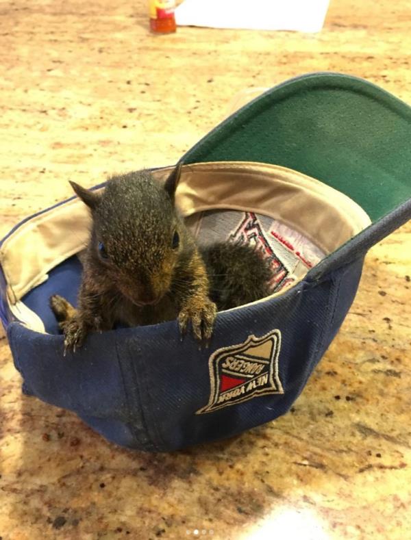 Peanut, just a little guy, fits cozily in a ba<em></em>seball cap.