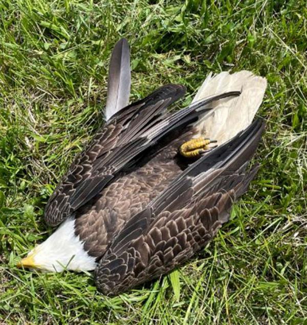 The eagle was one of two that has been in the area for a<em></em>bout two decades, according to residents.