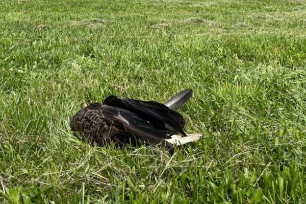 The eagles had recently hatched two eaglets before one of them was killed.