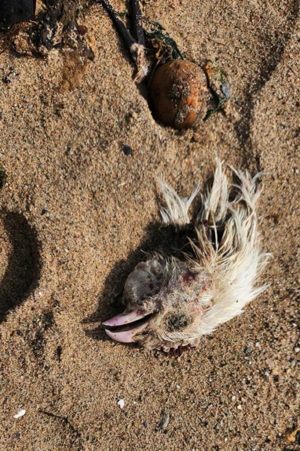 A severed chicken head found on the beach were there have been reports of animal sacrifices