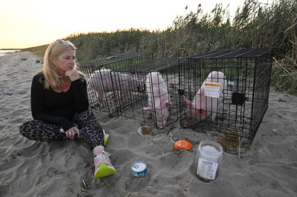 Kim Fraser with captured pigs