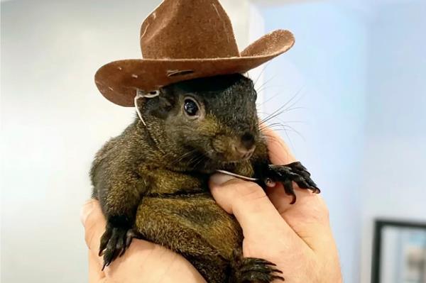 The internet-famous P'Nut and his adopted brother Fred the Racoon were ripped from their Upstate New York home by state agents on Oct. 30, euthanized and decapitated to test for rabies -- which neither had.