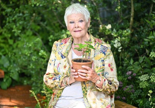 Dame Judi Dench holding a potted plant at the RHS Chelsea Flower Show in London, England, 2024.