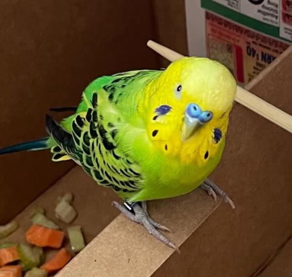 Parakeet 