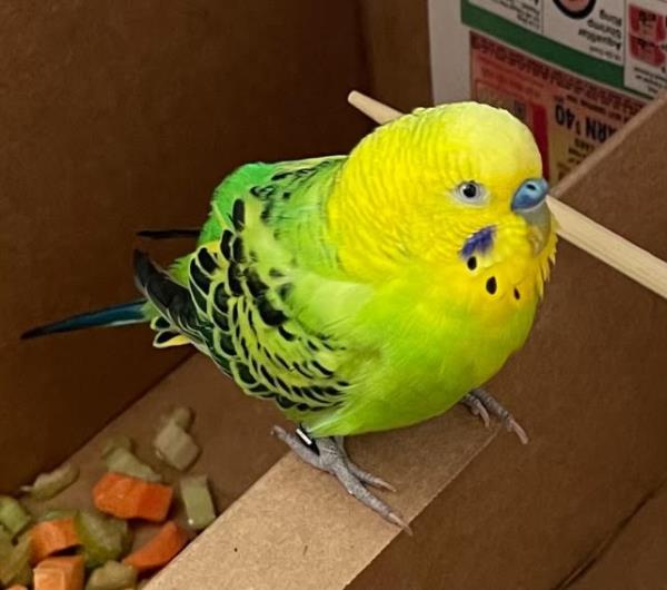 parakeet