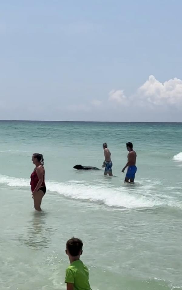 Black bear cubs will swim in the Gulf to find food, officials said. 