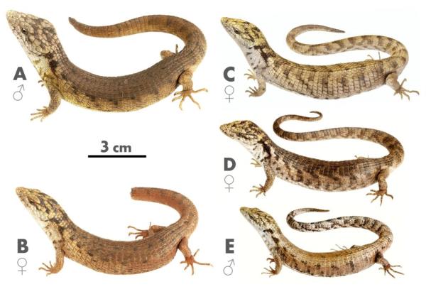 Five Coapilla arboreal alligator lizards discovered by scientists in southern Mexico pictured