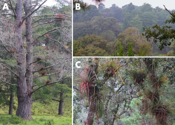The habitat of Abro<em></em>nia cunemica, or the Coapilla arboreal alligator lizard