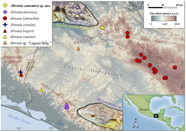 Geographic distribution of Abro<em></em>nia cunemica 