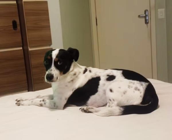 Floquinho the dog