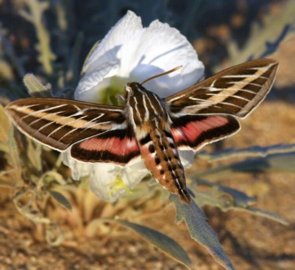New research shows that many flowers are covered with a pollutant that masks their scent, co<em></em>nfusing insects.