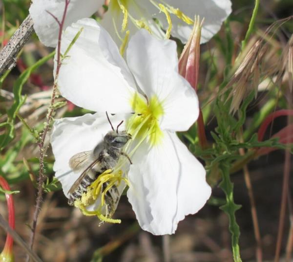Insects can't locate flowers by scent because of a chemical covering them.
