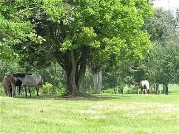 A photo of horses are seen grazing the land from the previous listingl