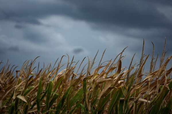 Storm clouds build above a corn field Tuesday, Aug. 27, 2024, near Platte City, Mo. (AP Photo/Charlie Riedel)