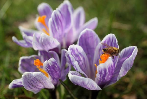 Bee gathering pollen from purple crocus flower in Kew Botanic Gardens during early spring, London, England in 2010.