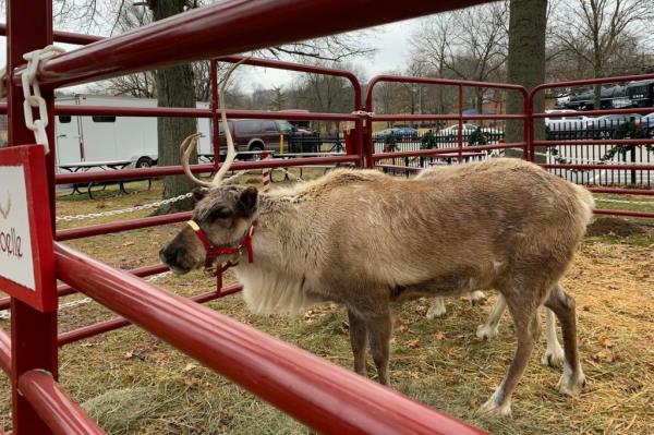 A reindeer wearing a red bridle in a pen made of red bars. 