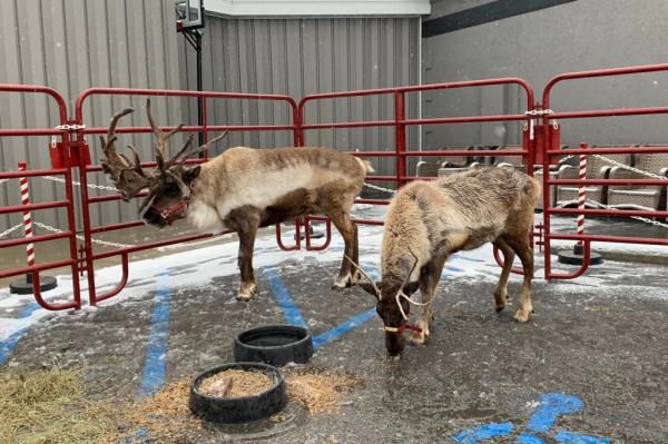 Two reindeer co<em></em>ntained in a pen made of red bars, w