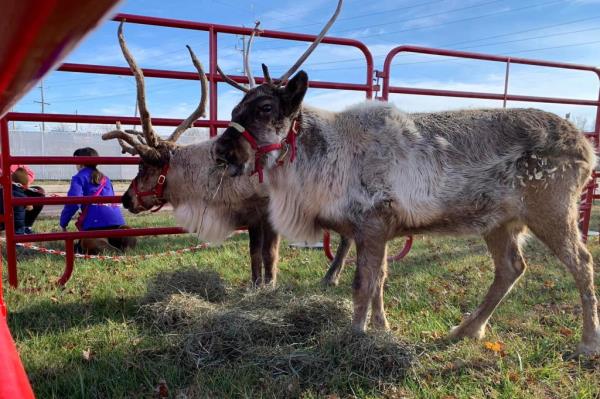 Two reindeer with large antlers wearing red bridles, in a pen made of red fencing. 