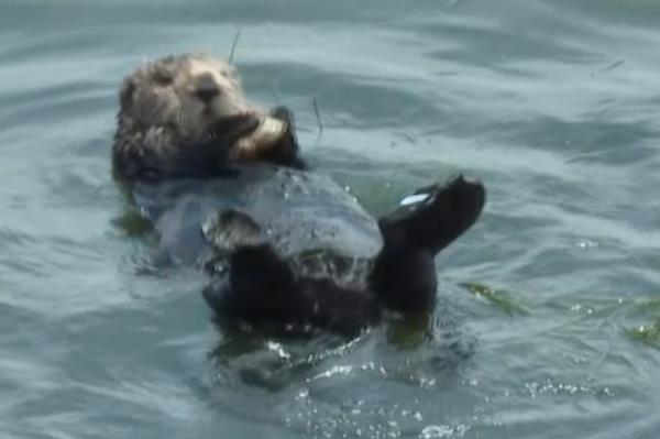 Sea otter floating on back in water