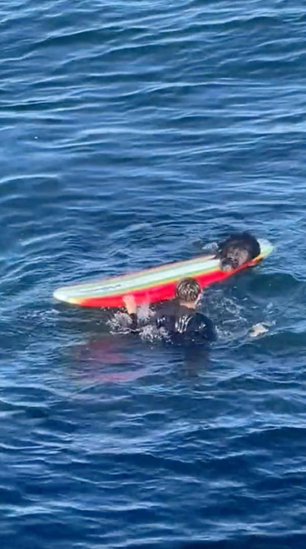 Otter sits on surfboard near man swimming