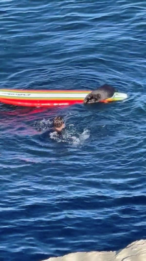Otter sits on surfboard near man