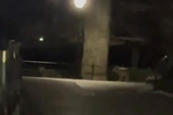 Two coyotes spotted in Central Park at night.</p>

<p>　　