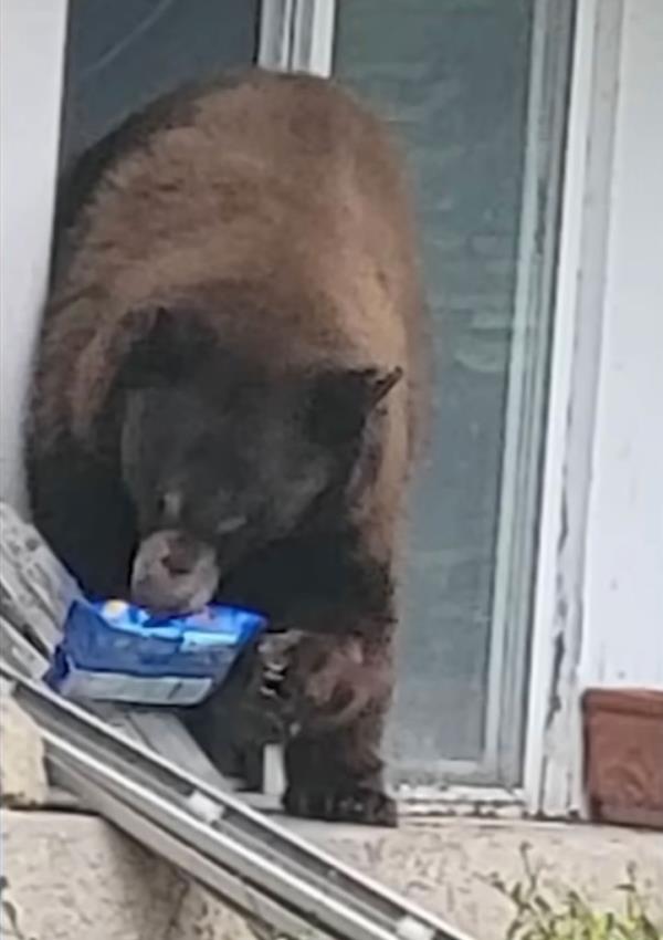 A bear with the well-earned nickname Oreo has been spotted around the Mo<em></em>nrovia neighborhood in Los Angeles County ransacking homes for desserts, according to ABC 7, KTLA5, and KNBC. 
