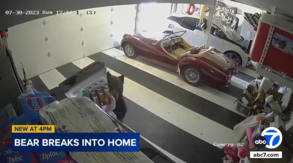 California bear breaks into multiple homes to steal coo<em></em>kies, gets nicknamed Oreo