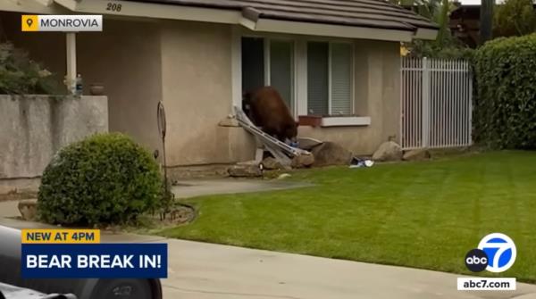 A bear with the well-earned nickname Oreo has been spotted around the Mo<em></em>nrovia neighborhood in Los Angeles County ransacking homes for desserts, according to ABC 7, KTLA5, and KNBC.</p>

<p>　　
