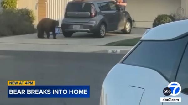 California bear breaks into multiple homes to steal coo<em></em>kies, gets nicknamed Oreo
