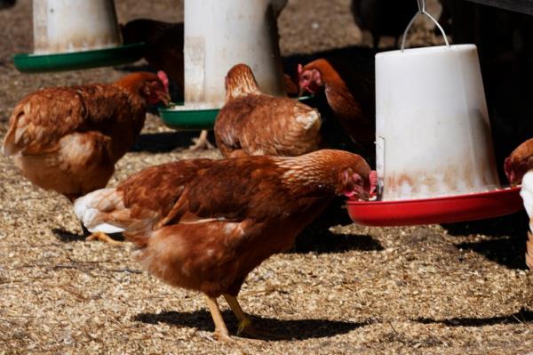 The cost of that feed makes up roughly 60% of the expense of raising animals before they head to the slaughterhouse. 