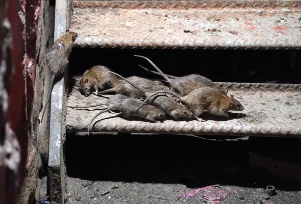 A group of rats on a stoop