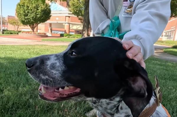 Tucker was orginally adopted from a shelter by Jamie and his sister Jemma.