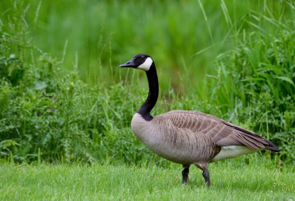 A Springfield, Ohio resident called 911 to report four Haitian migrants taking geese from a pond, according to a newly revealed recording.