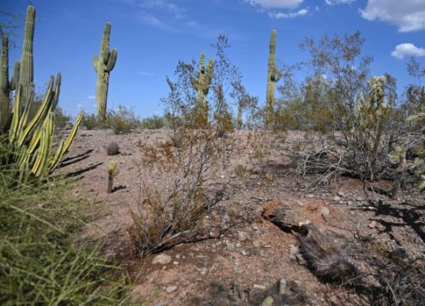 At least two dogs have during the heat wave in Arizona this year