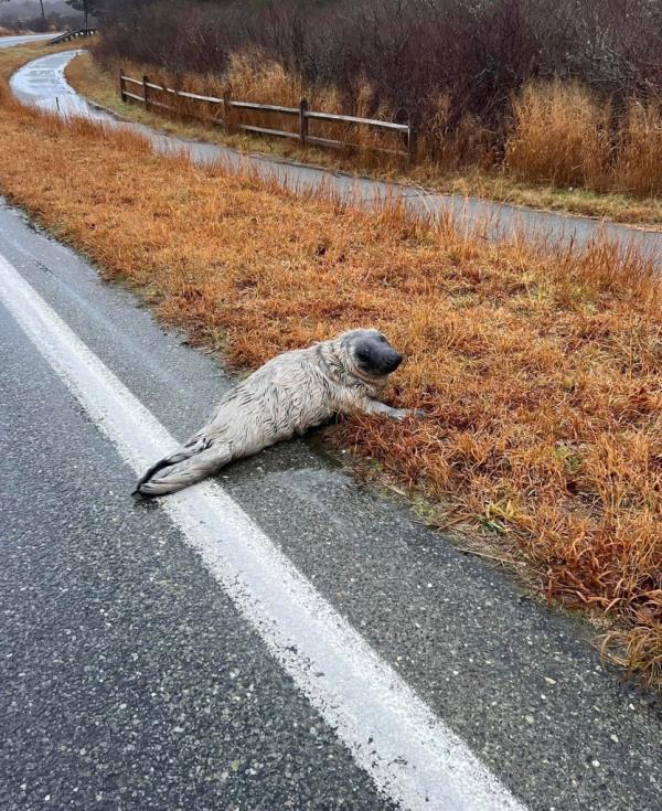 The seal on the roadway. 