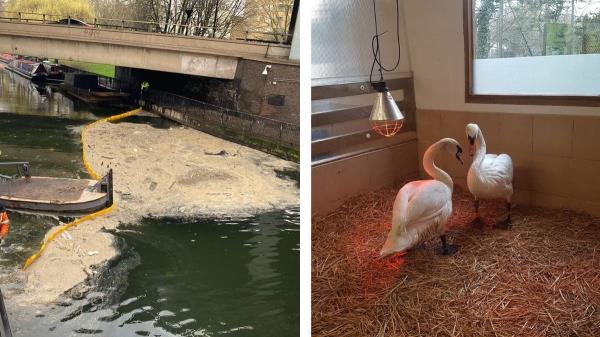 数十只鸟从伦敦大联合运河上大量的食用油中获救