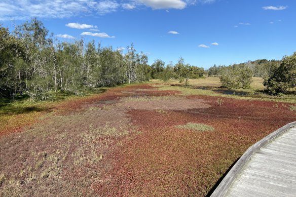 Rare wetlands at the Boo<em></em>ndall Wetlands Enviro<em></em>nment Centre wher<em></em>e the Labor opposition says opening hours are being restricted because of budget cuts.