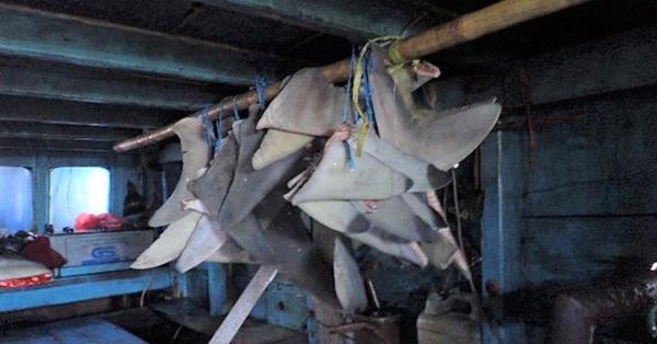 在新界水域检获鱼翅后，印尼渔民认罪