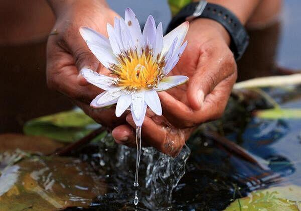 An enviro<em></em>nmentalist holds the previously extinct Cape Water Lily at False Bay Nature Reserve wetland, which was part of the Earthshot Week in Cape Town, wher<em></em>e it has been reintroduced at the reserve wetland, in Cape Town, South Africa.