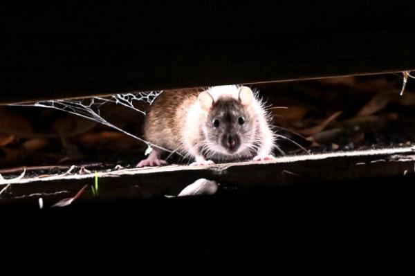 Exterminators have seen an increase in rats around Melbourne this winter, as demand for their services falls.