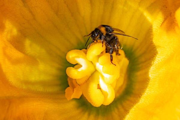 伦敦人被要求计算城市授粉昆虫的数量