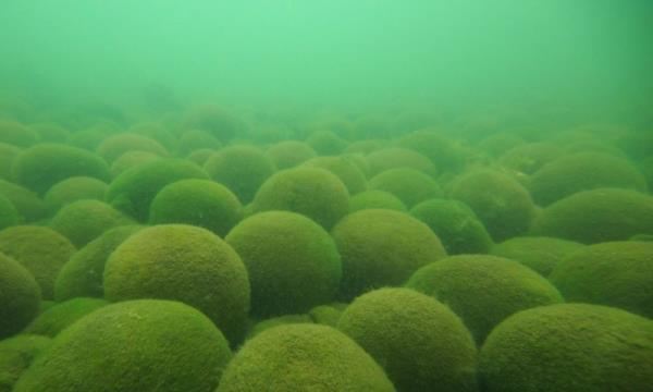 北海道心爱的Marimo海藻面临全球变暖的生存威胁