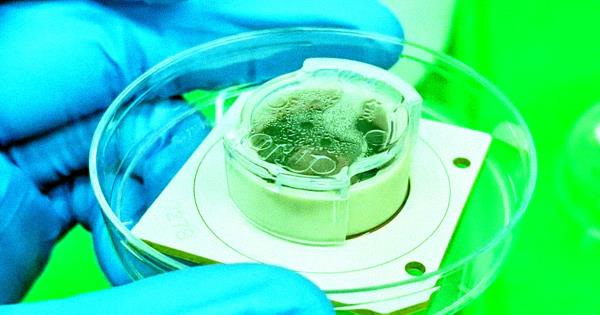 科学家致力于将人工智能与人类脑细胞结合起来