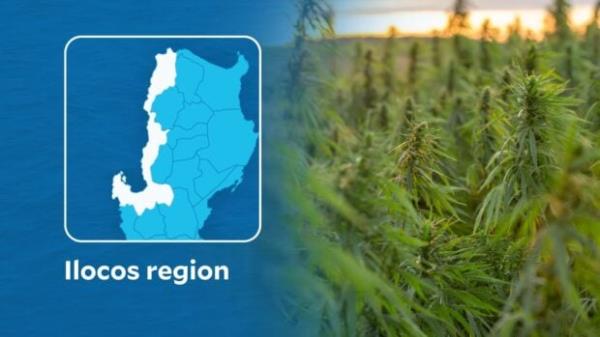 在伊洛科斯地区查获并销毁了价值超过900万比索的大麻